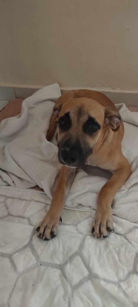 Anuka, femelle berger, née le 15/06/2025 🐶