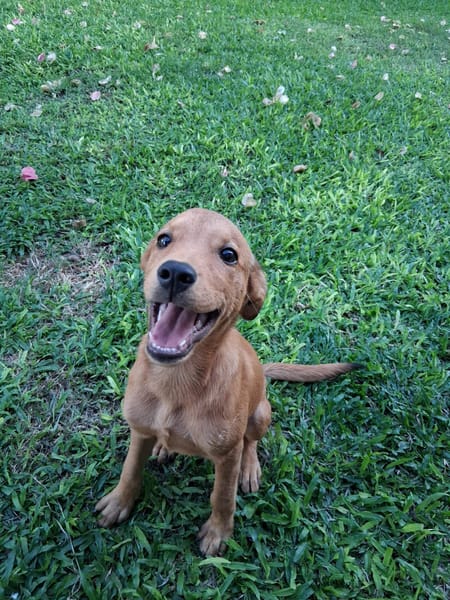 Ynook, mâle X croisé berger né le 06/09/2025