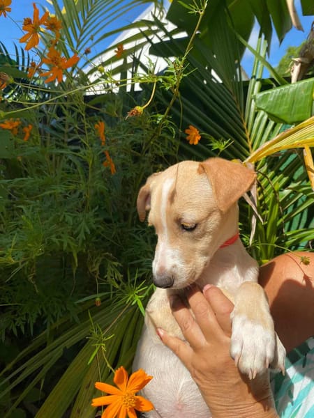 Tyna, femelle X croiser berger , née le 15/08/2025