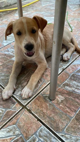 Tyna, femelle X croiser berger , née le 15/08/2025