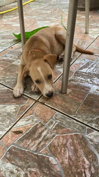 Tyna, femelle X croiser berger , née le 15/08/2025