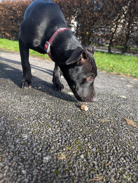 Rose, femelle croisée créole, née le 25/06/2025 🐶