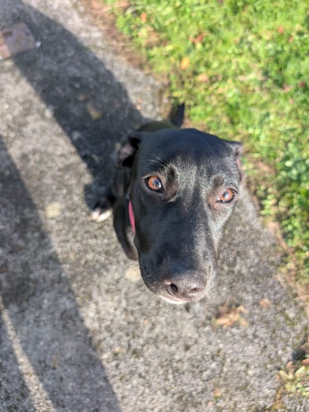 Rose, femelle croisée créole, née le 25/06/2025 🐶