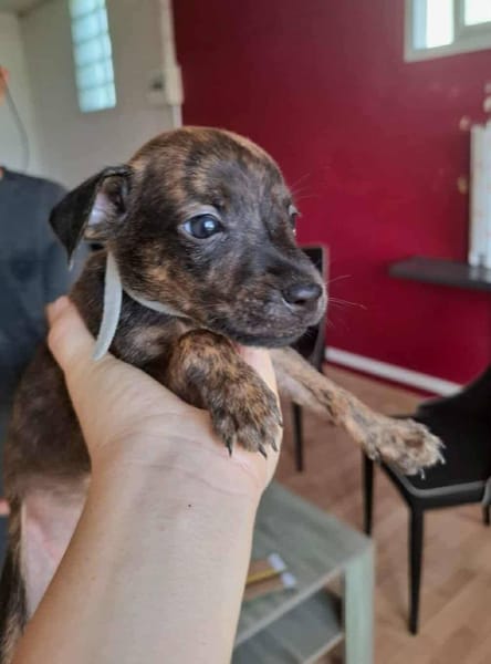 Ototo, mâle X croisé né le 21/09/2025