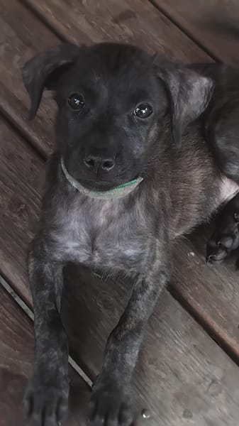 Orso, mâle X croisé né le 21/09/2025