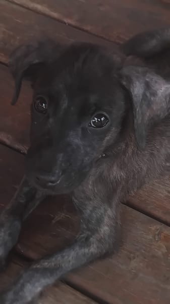 Orso, mâle X croisé né le 21/09/2025