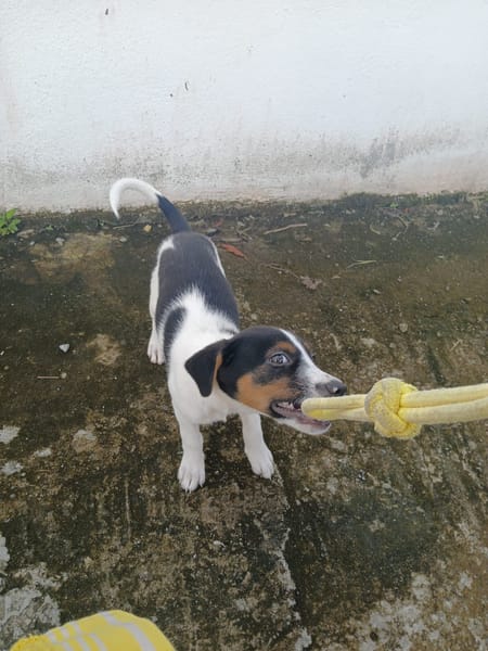 Only, femelle Xborder collie née le 09/10/2025