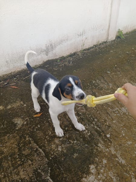 Only, femelle Xborder collie née le 09/10/2025