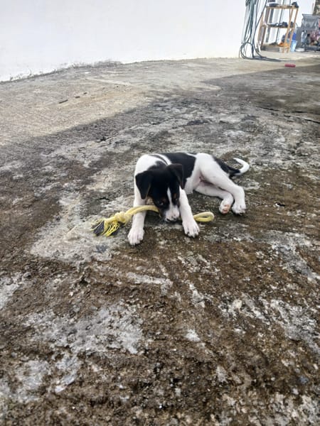 Only, femelle Xborder collie née le 09/10/2025