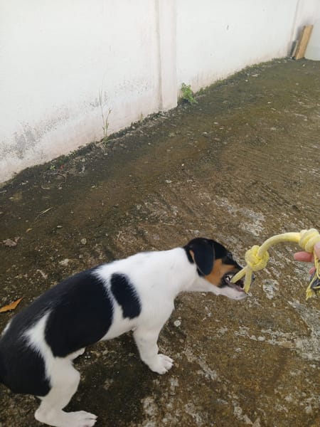 Only, femelle Xborder collie née le 09/10/2025