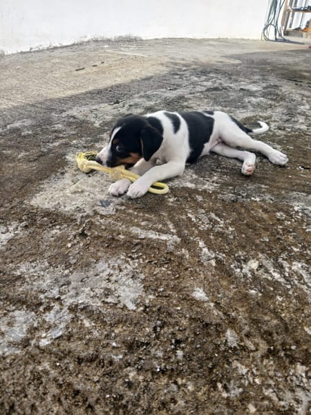 Only, femelle Xborder collie née le 09/10/2025