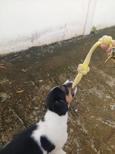 Only, femelle Xborder collie née le 09/10/2025