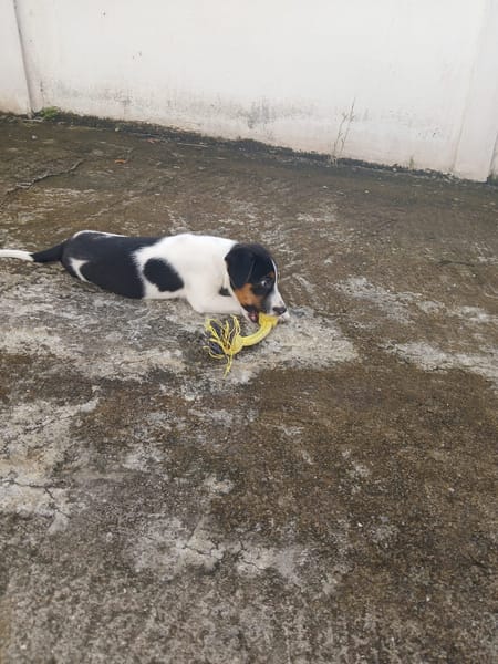 Only, femelle Xborder collie née le 09/10/2025