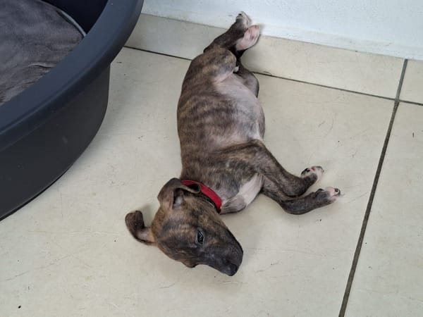 Kyra, femelle X croisé née le 21/09/2025