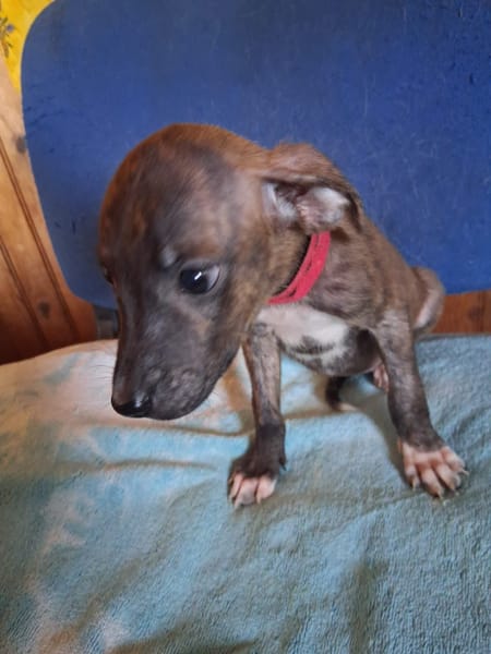 Kyra, femelle X croisé née le 21/09/2025