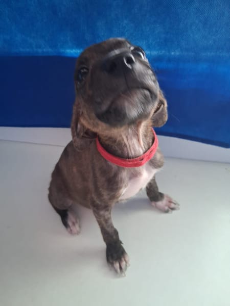 Kyra, femelle X croisé née le 21/09/2025