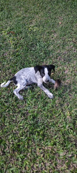 Kaly, femelle X berger, née le 26/09/2025 🐶