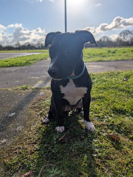 Iris, femelle croisée créole, née le 25/06/2025 🐶