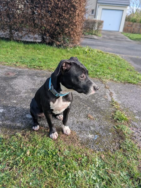 Iris, femelle croisée créole, née le 25/06/2025 🐶