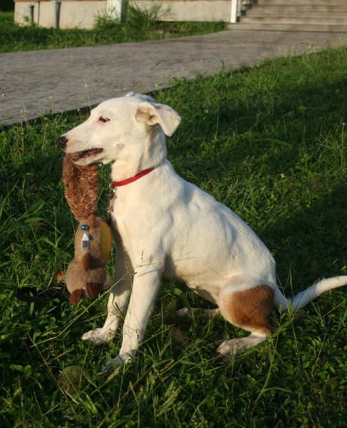 Hikari, femelle X croisé berger , née le 25/07/2025 🐶