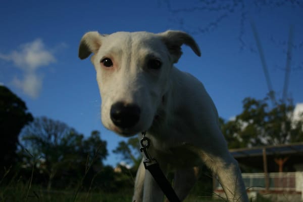 Hikari, femelle X croisé berger , née le 25/07/2025 🐶