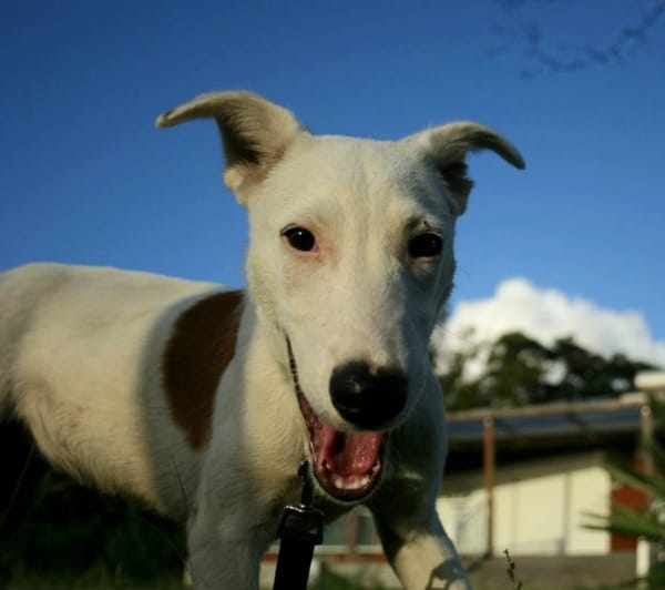 Hikari, femelle X croisé berger , née le 25/07/2025 🐶