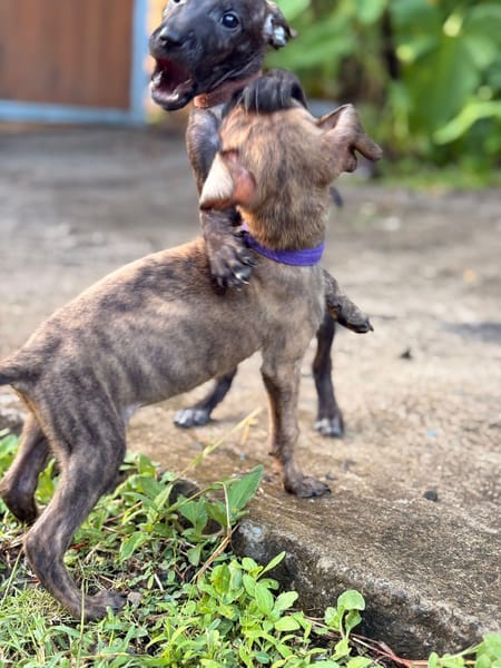 FILOU, Mâle croiséné le 21/09/2025
