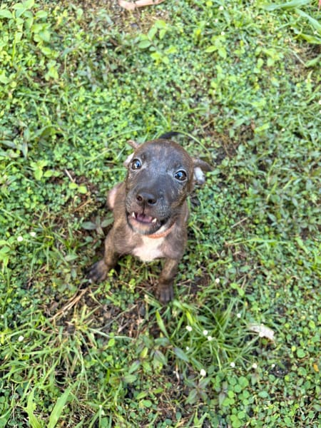 FILOU, Mâle croiséné le 21/09/2025