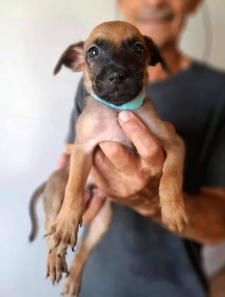 Chester, mâle X croisé né le 21/09/2025