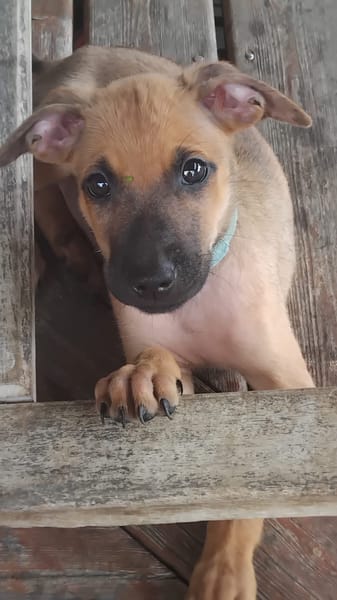 Chester, mâle X croisé né le 21/09/2025