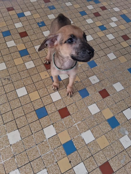 Chester, mâle X croisé né le 21/09/2025