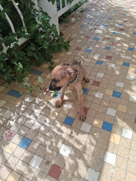 Chester, mâle X croisé né le 21/09/2025