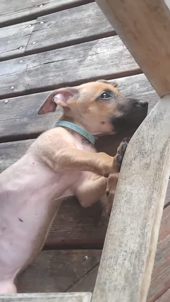 Chester, mâle X croisé né le 21/09/2025