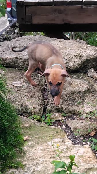 Chester, mâle X croisé né le 21/09/2025