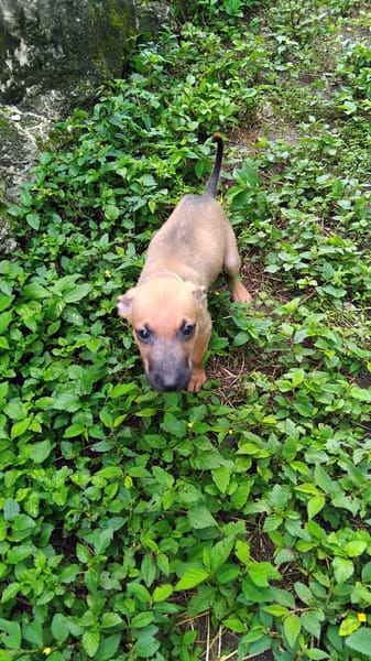 Chester, mâle X croisé né le 21/09/2025