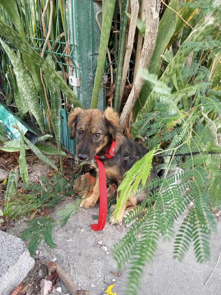 Azzura, femelle X berger née le 04/09/2025