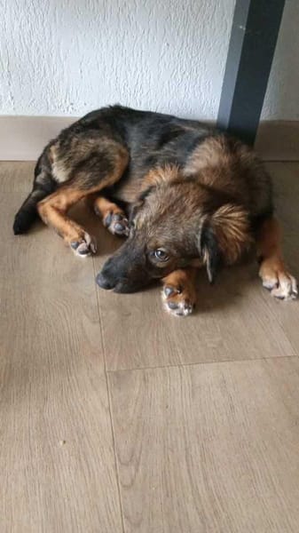 Azzura, femelle X berger née le 04/09/2025