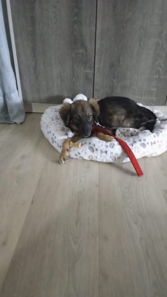 Azzura, femelle X berger née le 04/09/2025