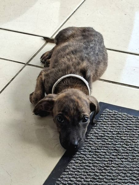 Auckland, femelle X née le 21/09/2025