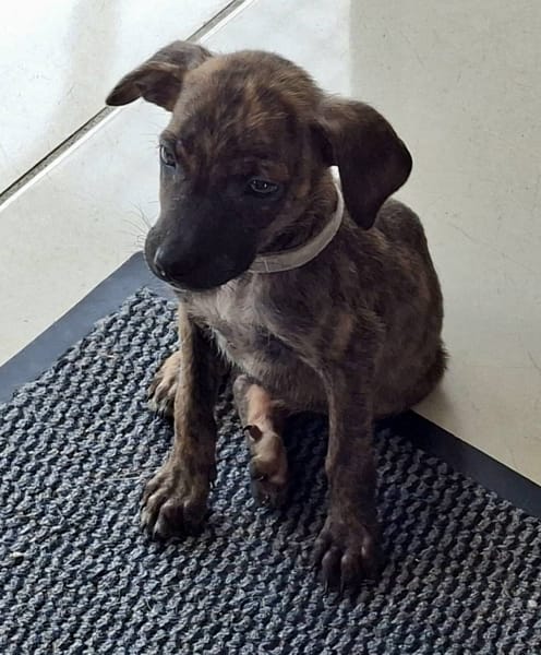 Auckland, femelle X née le 21/09/2025