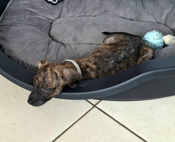 Auckland, femelle X née le 21/09/2025