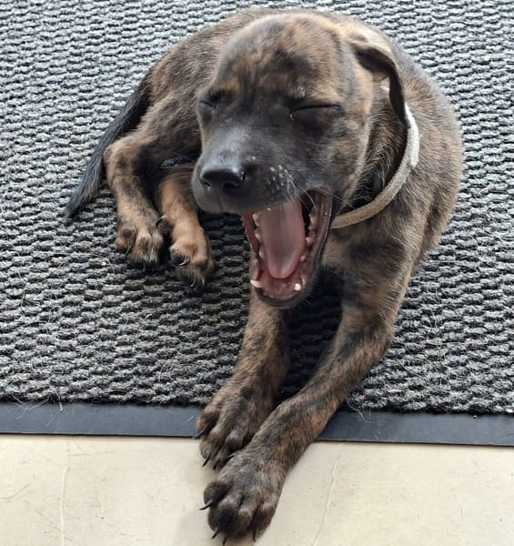 Auckland, femelle X née le 21/09/2025