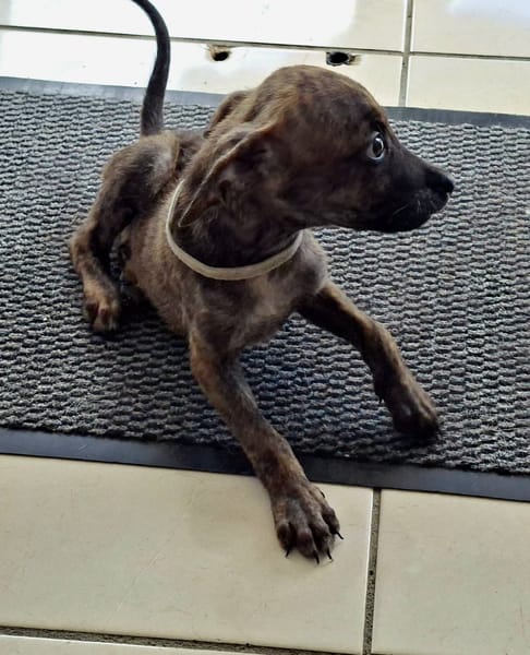 Auckland, femelle X née le 21/09/2025