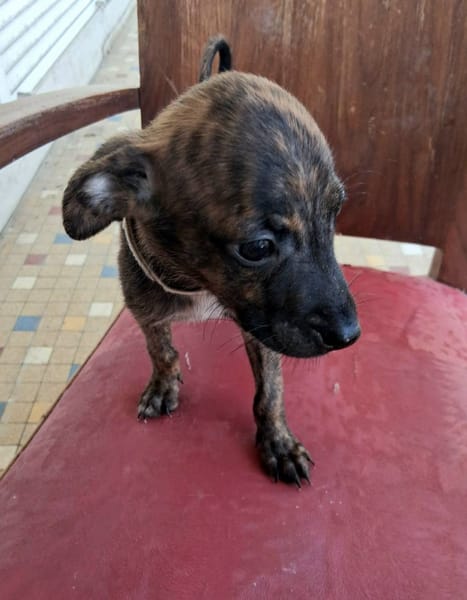 Auckland, femelle X née le 21/09/2025