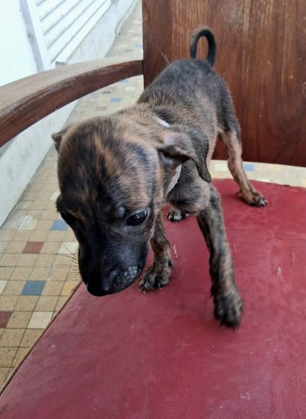 Auckland, femelle X née le 21/09/2025