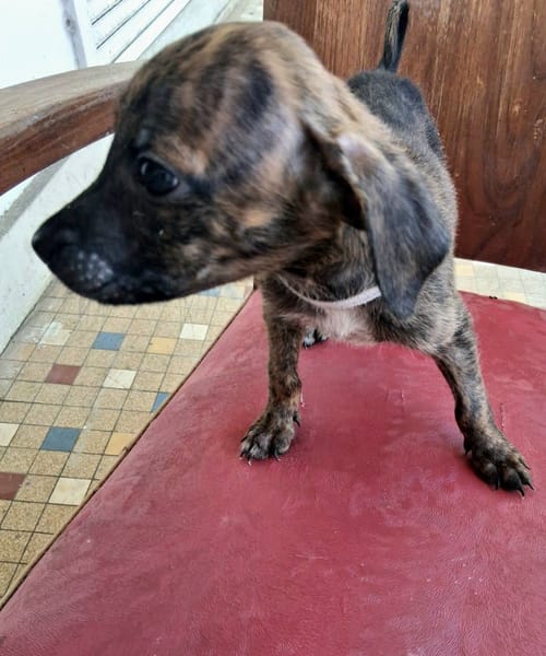 Auckland, femelle X née le 21/09/2025