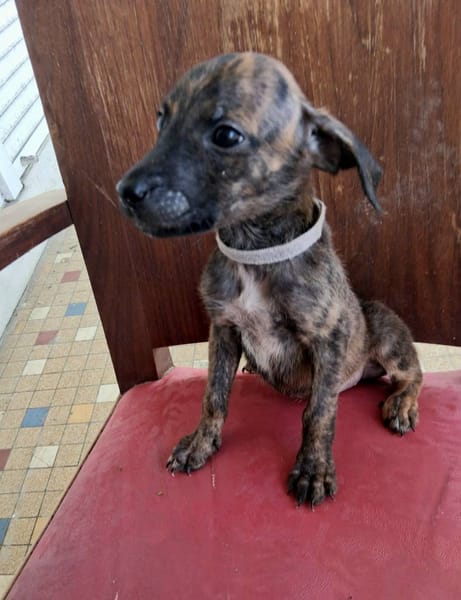 Auckland, femelle X née le 21/09/2025