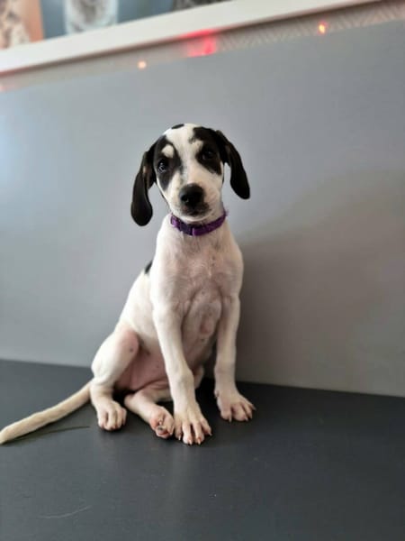 Ahès, femelle berger, née le 15/09/2025