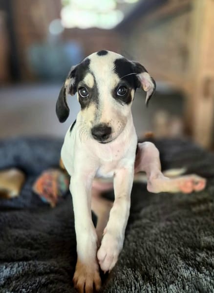 Ahès, femelle berger, née le 15/09/2025