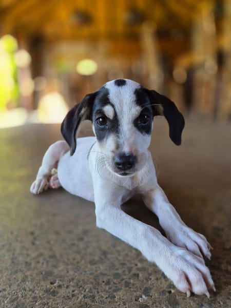 Ahès, femelle berger, née le 15/09/2025